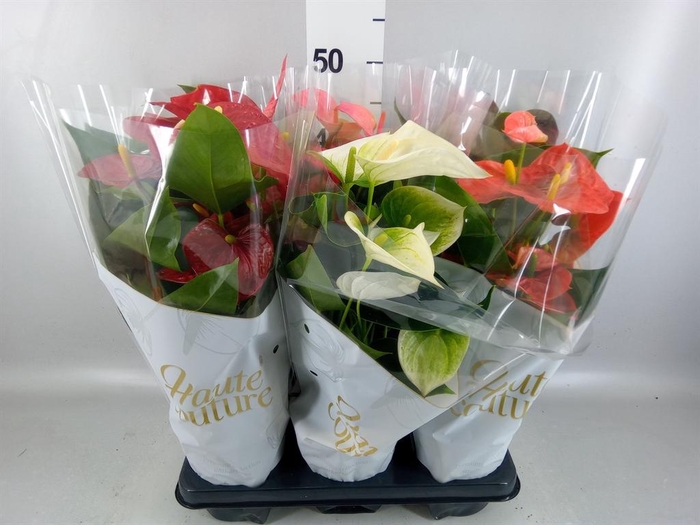 <h4>Anthurium   ...mix 4</h4>