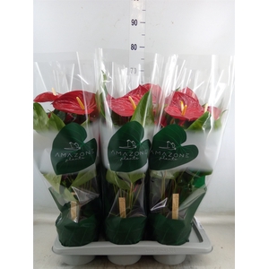 Anthurium andr. 'Nevada'