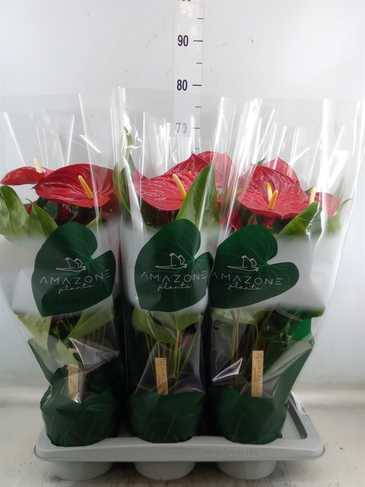 <h4>Anthurium andr. 'Nevada'</h4>