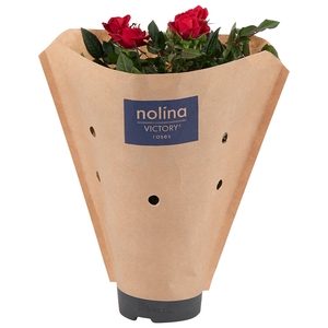 Nolina Roses Ø 10.5 cm Red Paper sleeve