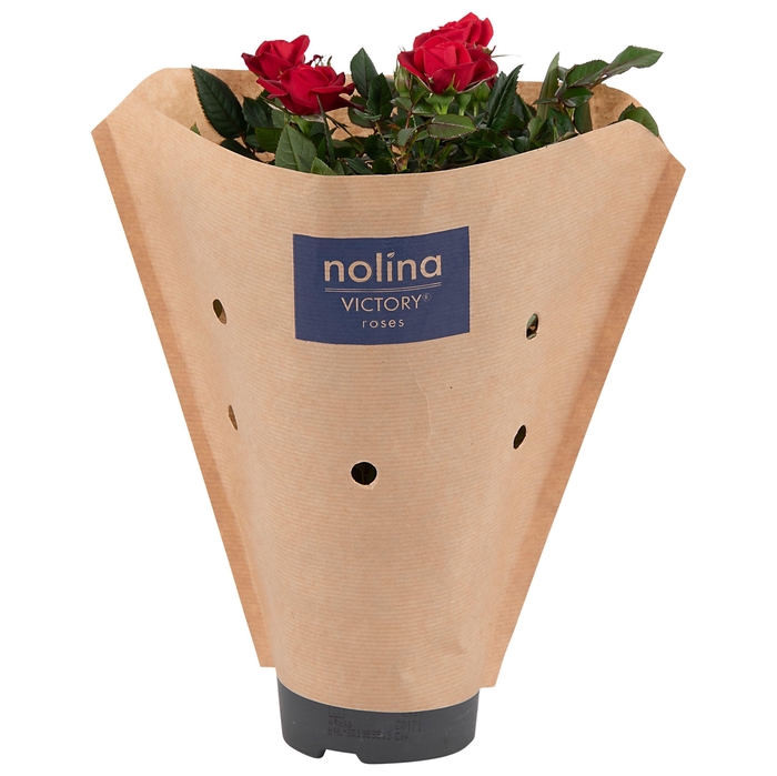 <h4>Nolina Roses Ø 10.5 cm Red Paper sleeve</h4>