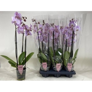 PHAL OV ROZE