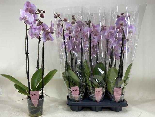 <h4>PHAL OV ROZE</h4>