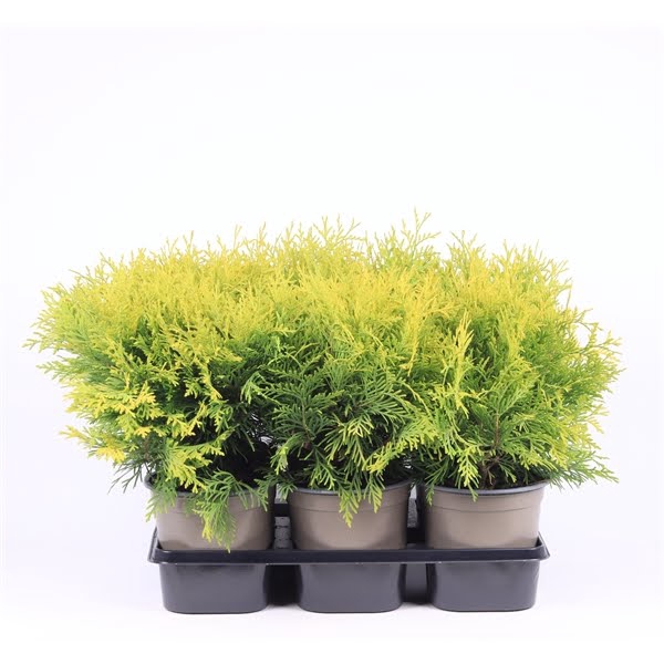 <h4>Thuja occidentalis 'Golden Globe'</h4>