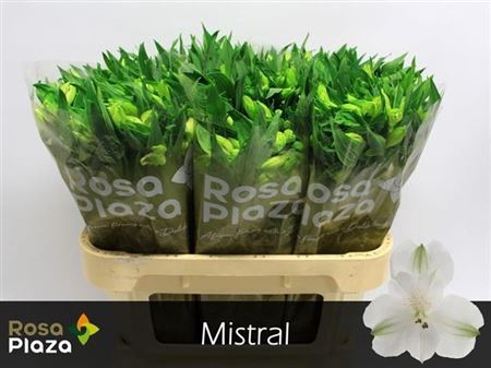 Alstr Mistral