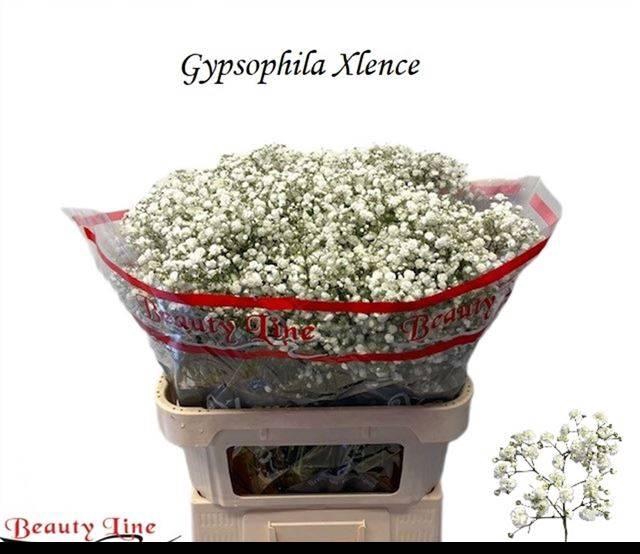 <h4>GYPS PA XLENCE</h4>