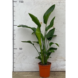 STRELITZIA NICOLAI