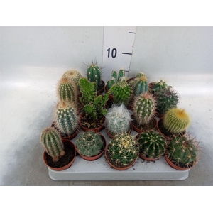 Cactus   ...mix