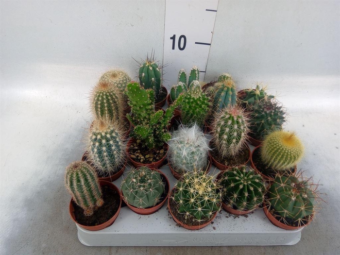 <h4>Cactus   ...mix</h4>