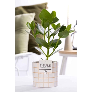 Clusia Rosea Princess in P&PURE Tirza ceramics