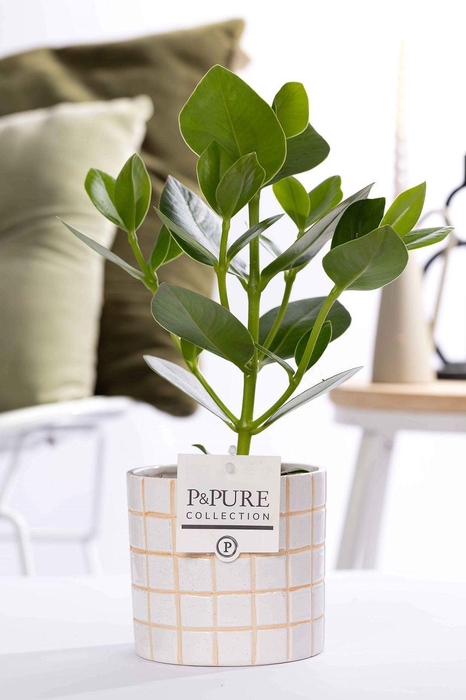 <h4>Clusia Rosea Princess in P&PURE Tirza ceramics</h4>