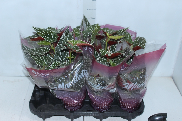 <h4>BEGONIA MACULATA SPOTLIGHT GREEN P13</h4>