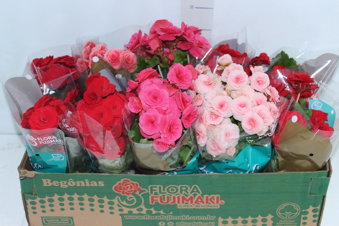 <h4>BEGONIA P11</h4>