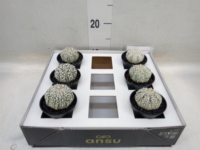 <h4>Cactus   ...</h4>