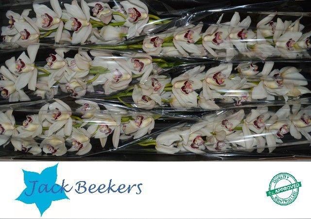 <h4>CYMB T MRS. ESMEE</h4>