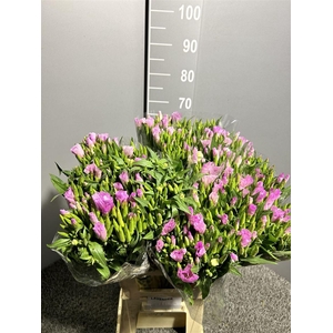 Godetia Lavander