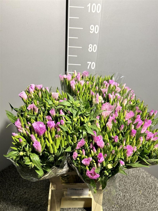 <h4>Godetia Lavander</h4>