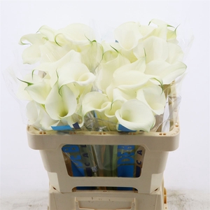 Calla Pure Art