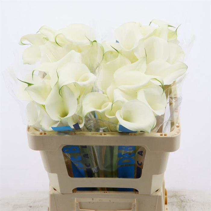 <h4>Calla Pure Art</h4>