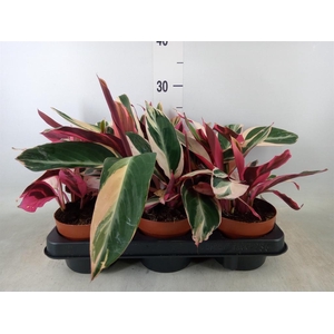 Stromanthe sanguin. 'Triostar'