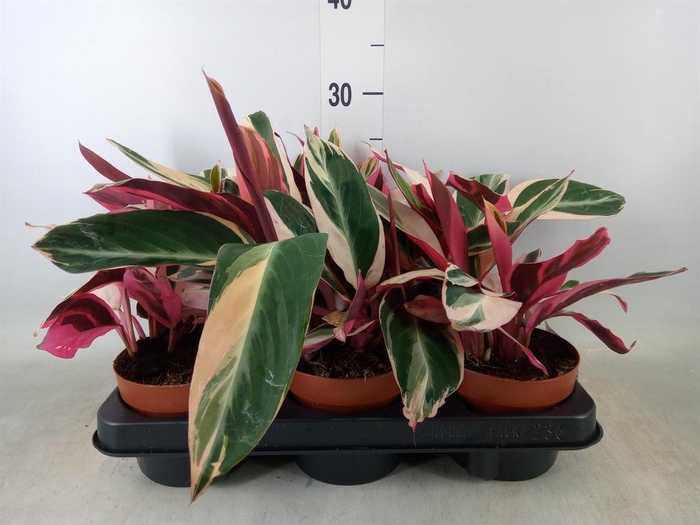 <h4>Stromanthe sanguin. 'Triostar'</h4>