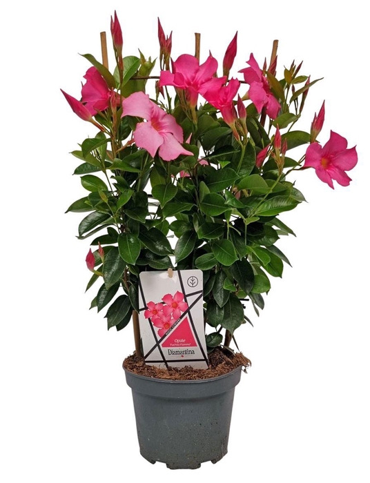 <h4>MANDE DI OPA FU FLAM</h4>