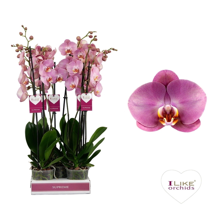 <h4>Phal Honey Peach 2 Tak</h4>