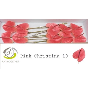 Anth A Pink Christina 15 cm X10 Spek Flowers