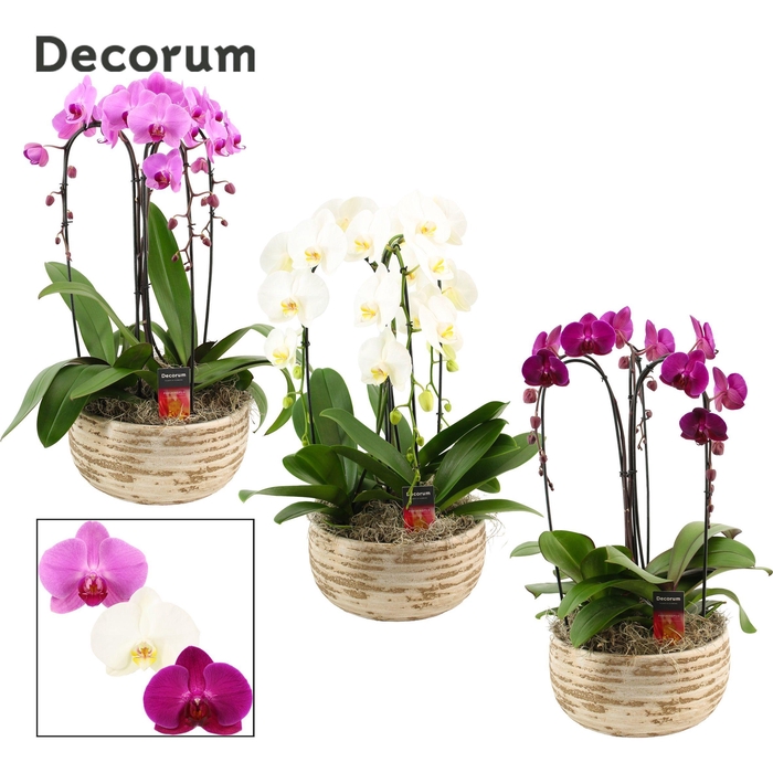 <h4>Luna cascade 3 tak symphony mix (Deco-collection)</h4>