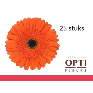 Gerbera Candela