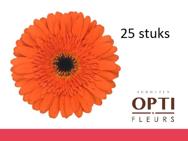 <h4>Gerbera Candela</h4>