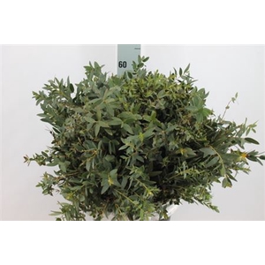 Euca Parvifolia Kort 300 Gram X10