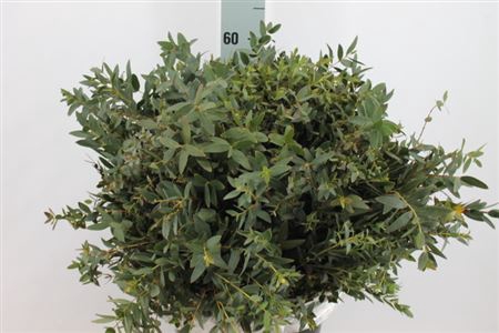 <h4>Euca Parvifolia Kort 300 Gram X10</h4>