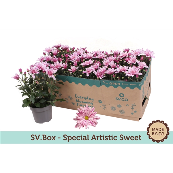 <h4>Chrysant Special Rosy Carton</h4>