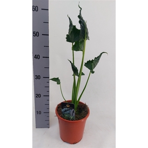 Alocasia Triangularis