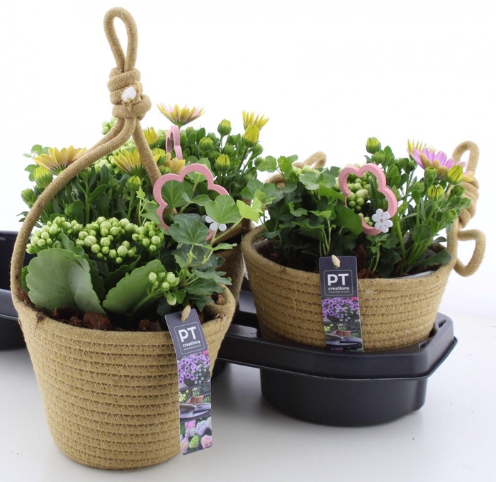 <h4>ARR TUINPLANTEN</h4>