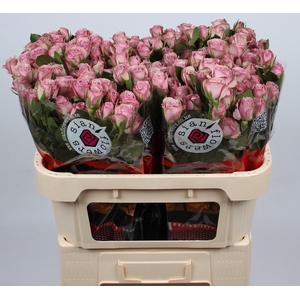 R TR LAVEND IRISCHKA