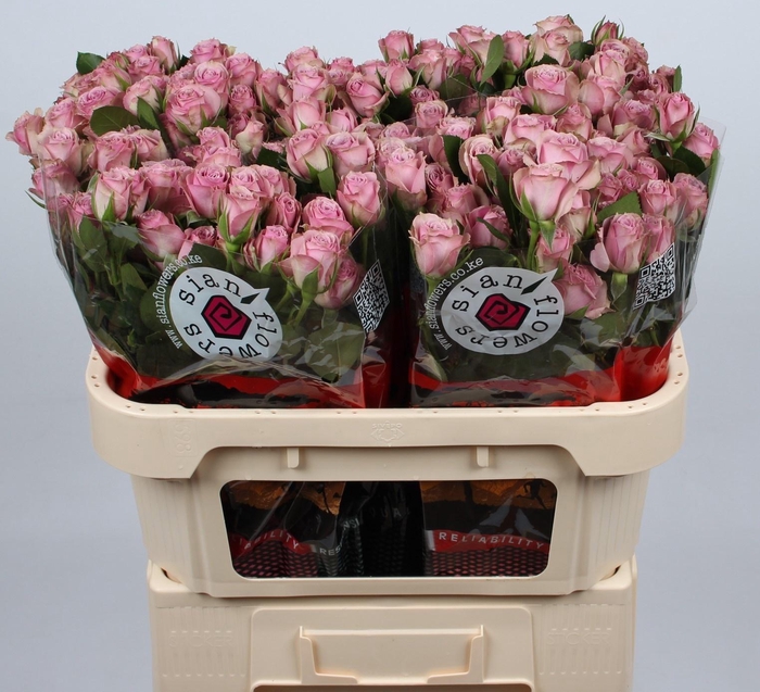 <h4>R TR LAVEND IRISCHKA</h4>