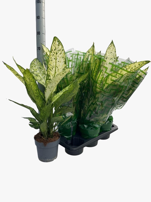 <h4>DIEFF VESUVIUS</h4>