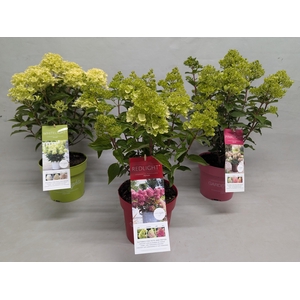 Hydrangea Paniculata (Gardenlight) 'Mix' IMPORT - 19 cm
