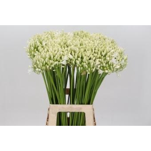 Agapanthus White Grace