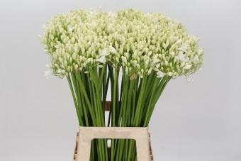 <h4>Agapanthus White Grace</h4>