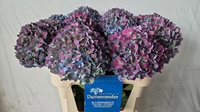 <h4>Hydrangea pimpernel classic aubergine</h4>