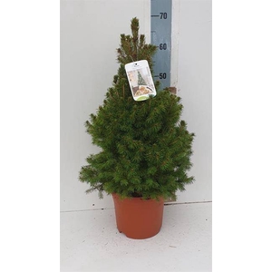 PICEA GL CONICA