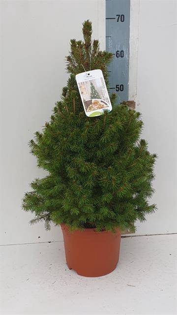 <h4>PICEA GL CONICA</h4>