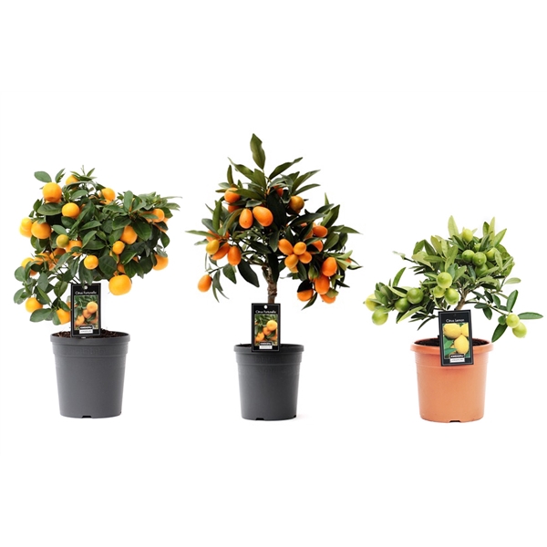 <h4>Citrus Mix 3 soorten</h4>