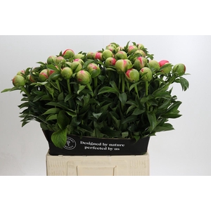 Paeonia Coral Sunset