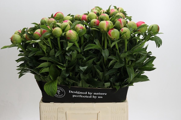 <h4>Paeonia Coral Sunset</h4>