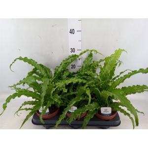 Asplenium antiquum 'Osaka'