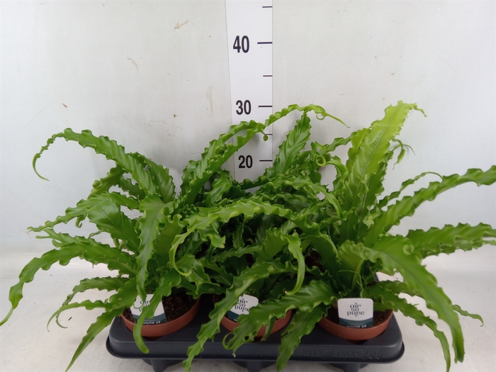 <h4>Asplenium antiquum 'Osaka'</h4>